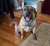 Hunter - ADOPTED 05.24.15