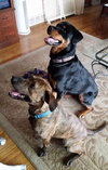 Hunter - ADOPTED 05.24.15