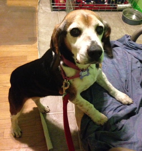Merri - ADOPTED 01.11.15