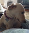 Ym Litter Ladybird (Mom) - ADOPTED 03.10.15