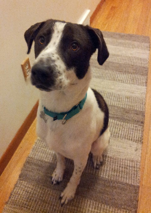 Holland-ADOPTED-12.23.14