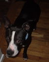 Butler-ADOPTED-2.26.15