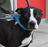 Butler-ADOPTED-2.26.15