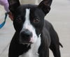 Butler-ADOPTED-2.26.15
