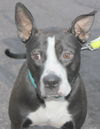 Butler-ADOPTED-2.26.15