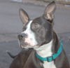Butler-ADOPTED-2.26.15