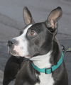 Butler-ADOPTED-2.26.15
