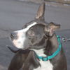 Butler-ADOPTED-2.26.15
