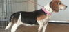 Winnie - ADOPTED 01.05.15