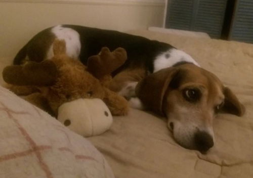 Winnie - ADOPTED 01.05.15