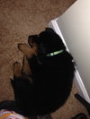 Riven - ADOPTED 12.26.14