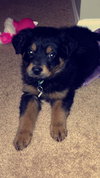 Riven - ADOPTED 12.26.14