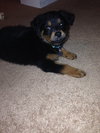 Riven - ADOPTED 12.26.14