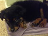 Riven - ADOPTED 12.26.14