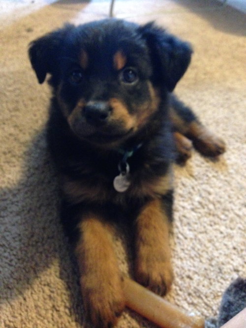 Riven - ADOPTED 12.26.14