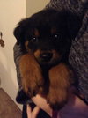 Riven - ADOPTED 12.26.14