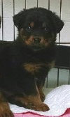 Riven - ADOPTED 12.26.14