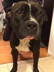 Claire - ADOPTED 01.18.15