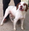 Magic - ADOPTED 01.10.15