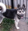 Rockee-ADOPTED-4.20.15