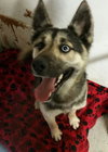 Rockee-ADOPTED-4.20.15