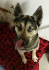 Rockee-ADOPTED-4.20.15