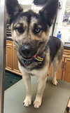 Rockee-ADOPTED-4.20.15
