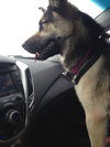 Rockee-ADOPTED-4.20.15
