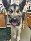 Rockee-ADOPTED-4.20.15