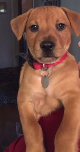Toby - ADOPTED 12.26.14