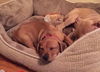 Toby - ADOPTED 12.26.14