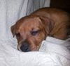 Toby - ADOPTED 12.26.14