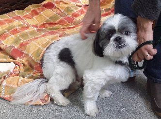Duke Kringle-ADOPTED-1.11.15
