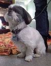 Duke Kringle-ADOPTED-1.11.15