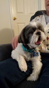 Duke Kringle-ADOPTED-1.11.15
