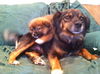 Rm Litter Samoa (Mom) - ADOPTED 01.07.15