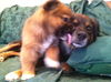 Rm Litter Samoa (Mom) - ADOPTED 01.07.15
