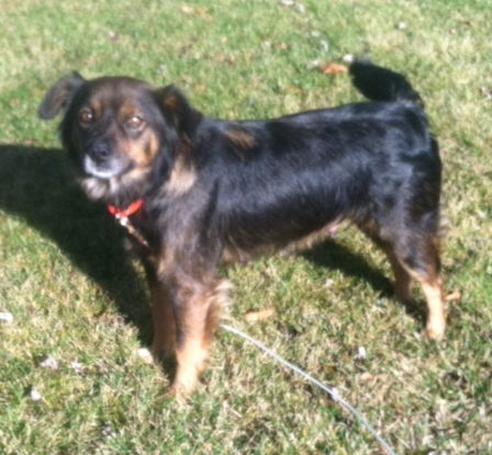 Rm Litter Samoa (Mom) - ADOPTED 01.07.15