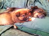 Rm Litter Samoa (Mom) - ADOPTED 01.07.15