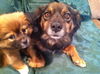 Rm Litter Samoa (Mom) - ADOPTED 01.07.15