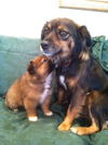 Rm Litter Samoa (Mom) - ADOPTED 01.07.15