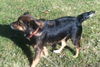 Rm Litter Samoa (Mom) - ADOPTED 01.07.15