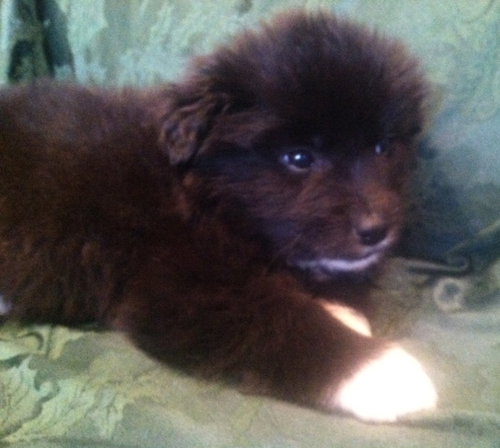 Rm Litter Denali - ADOPTED 01.01.15
