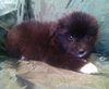 Rm Litter Denali - ADOPTED 01.01.15