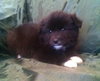 Rm Litter Denali - ADOPTED 01.01.15