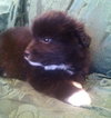 Rm Litter Denali - ADOPTED 01.01.15
