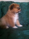 Rm Litter Canyon - ADOPTED 01.01.15