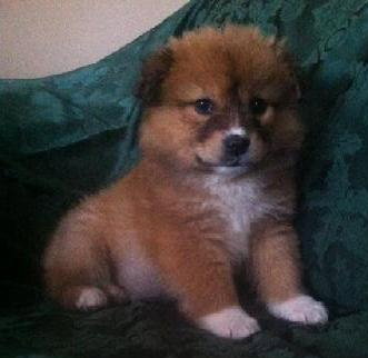 Rm Litter Canyon - ADOPTED 01.01.15