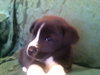 Rm Litter Teton - ADOPTED 01.01.15