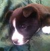 Rm Litter Teton - ADOPTED 01.01.15